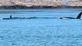 Puget sound express whale watching boat Redhead. Orca killer whales