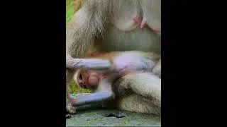 Aug-30-25 Adventure Monkey Kh abandoned newborn , baby , monkey 002 #babymonkey  #monkey