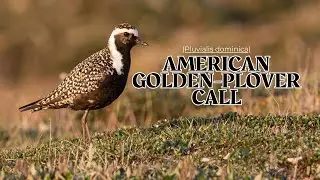 American Golden Plover Call | American Golden Plover Sound