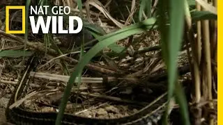 Enter at Own Risk! | Killer Shrew