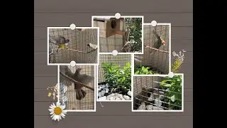 Top Handmade Cage for Gouldian and Zebra Finches #Best2024 | Pleasing Birds and Animals