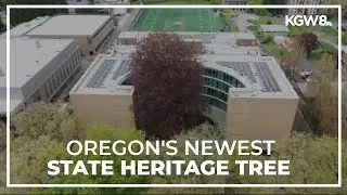Tree on PSU campus dating back to 1800s dedicated as state heritage tree
