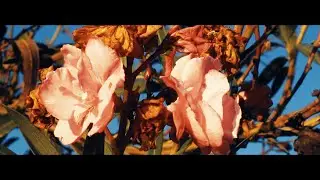 Jardines - Mad Tree (video oficial)