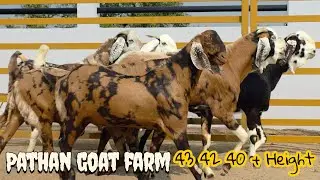 PATHAN GOAT FARM | FIRST TIME ON AL MEEM | BIG SIZE GUJRI & AJMERA | GODHRA GUJARAT