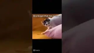 This cat is a skin walker😰 #cat #skinwalker