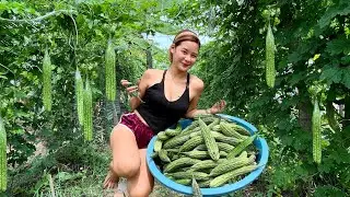 20kilos Amplaya Harvest in 1 hour 😍 Organic Farming No spray || Ganda nang Bunga!
