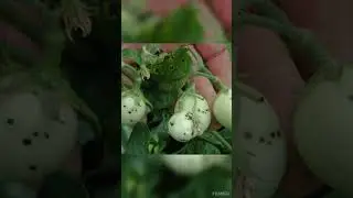 How to control disease of tomato crop #farming