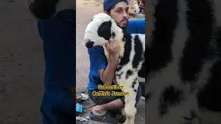 Bhalu from Ansari Goat & cattle farm #cattlesjunoon #agcf #cow #sheep #qurbani2025 #shorts #foryou