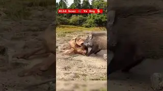 Wildlife : Wild Boar 🐗 Vs Dog 🐕 : Wild Boar attacked on Dog #wildlife #fight #animals
