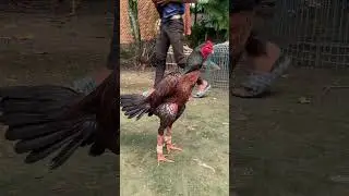 Pettamaru punju #assel #chicken #birds #animals