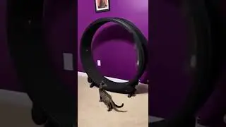 Смешные коты 07 #lirik_s #cat #funny