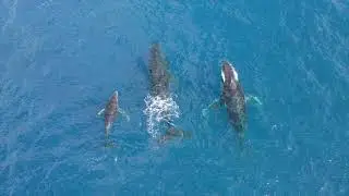 Aerial Drone Video of Humpback Whales in Tahiti, French Polynesia