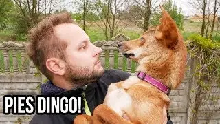 CIEKAWOSTKI O HODOWLI PSA DINGO W DOMU