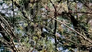 AUDIUM Sound Hour: Church Bells