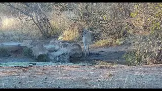 Ranger Insights | Duiker and Steenbok