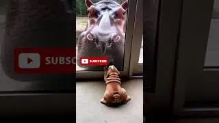 #barksHe realized he's just a Potato, not a Fighter 🥔💀  #instantregret #animals #funny #funnyanimal