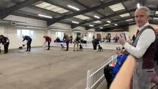 Staffordshire Bull Terrier Dog shows - Manchester 2026