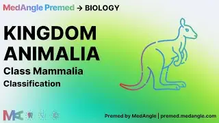 Kingdom Animalia - Class Mammalia - Classification [English/Urdu] | Premed by MedAngle