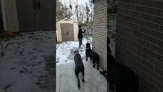 🍁 Dragon Cane Corso Family 🍁 is live! #irl