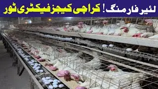 Layer Farming Cage System Factory Tour | Battery Cages, Karachi Cages ,Feed & Water Complete Guide