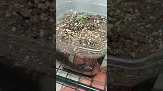 Auto in a clear pot. Smithsoniam Genetics Candied Apple Auto