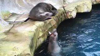 Vancouver Aquarium Seals Barking and Clapping!