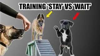 🔴STOP: This is not the right way to train your dog |Training 'stay' vs 'wait'.