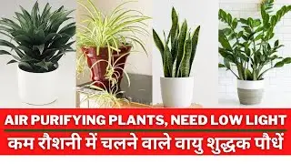 Air Purifying Plants Need Low Light|#GreenIsland #AirPurifierplants