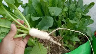 गमलों में मूली उगाने की पूरी जानकारी | Grow Radish in Pots/Growbags