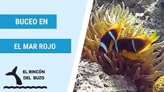 Buceo en Jordania: Descubre Cedar Pride, Hércules C130, Corales y Peces | Mar Rojo