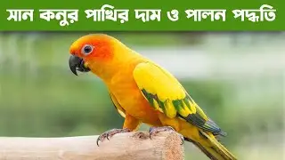 সান কনুর পাখির দাম , পরিচয় ও পালন পদ্ধতি | Sun Conure Price in Bangladesh