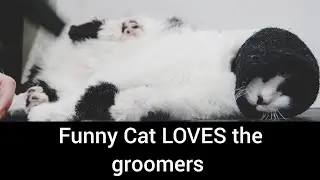 Hilarious CAT has a fetish for the blow dryer and it will make you LAUGH!