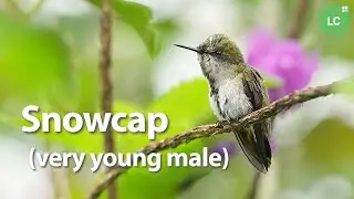 Snowcap #hummingbird #colibr&iacute; #beijaflor #picaflor #costarica