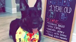 German Shepard Puppy&rsquo;s 1st Birthday!!