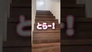 大好きなママに呼ばれると絶対おりてくる甘えん坊猫【とらまる】