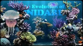 Evolution of Cnidarians