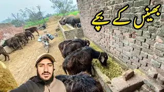 بھینس کے بچے Buffalo cubs