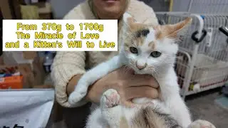 370g to 1700g: The Incredible Journey of a Calico Fighter