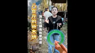 八百斤木納新料，貨主不顧危險帶回國！#以石会友 #翡翠 #熱門 #翡翠手鐲 #玉佩 #jade #翡翠实战