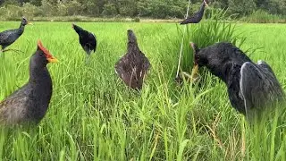 WaterCock Bird Trap in Village Jungle for Survival #birdtrap
