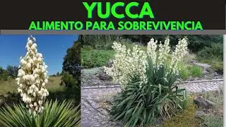 YUCCA  - PANCs - PLANTAS PARA SOBREVIVENCIA E ALIMENTO