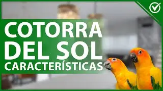 🦜 Cotorra del sol o Aratinga Solstitialis: Características y Cuidados Especiales 🦜