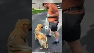Dog Behavior Analysis: walking and handling skills