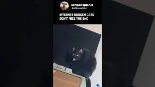 Cats.exe is Broken! - Funny Cats Video #funnycats #pet #cats #fyp