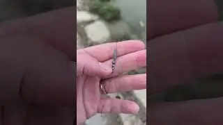 Lenza per pesci di fondo🎣#lenza #pesca #pescare #fishing #fishingvideo #tutorial #tutorials #fishon
