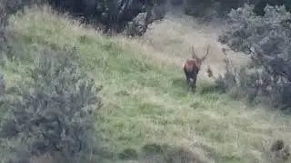 Pre roar South Wairarapa Hunt - April 2023