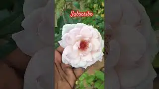 rare rose collection #6374934601 #gardening #sai