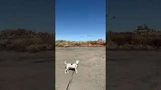 Scaring the Geese, in the wash with the dogs #FitnessIsFreedom #LiveAlive #NewMexico