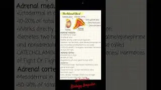#adrenalgland #biology #biologyimpulse
