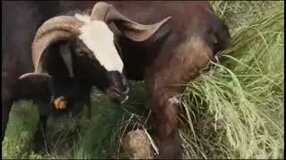 Mendha #ladhei# video #mendha #ladhei video #🐏🐏🐏